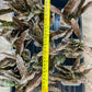 Sansevieria kirkii Coppertone | Give yourself a little green reward