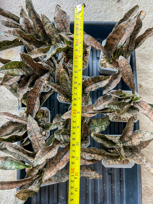 Sansevieria kirkii Coppertone | Give yourself a little green reward