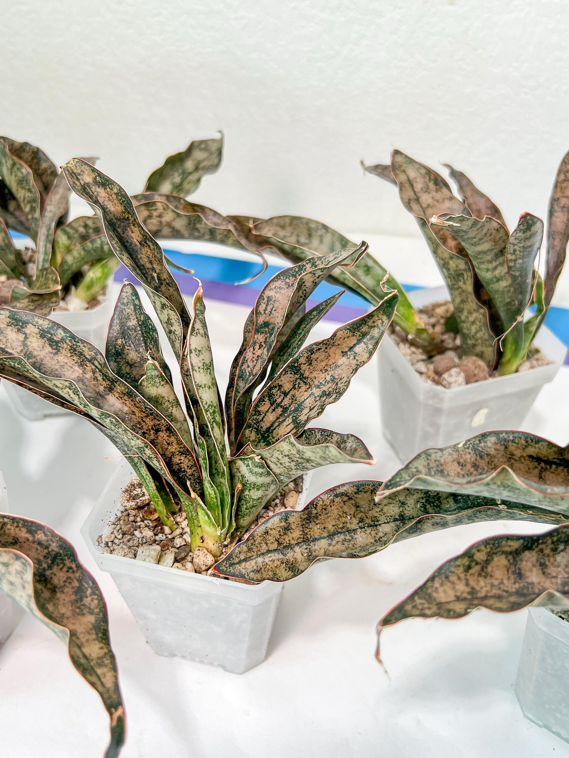 Sansevieria kirkii Coppertone | Give yourself a little green reward