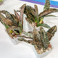 Sansevieria kirkii Coppertone | Give yourself a little green reward