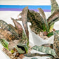 Sansevieria kirkii Coppertone | Give yourself a little green reward