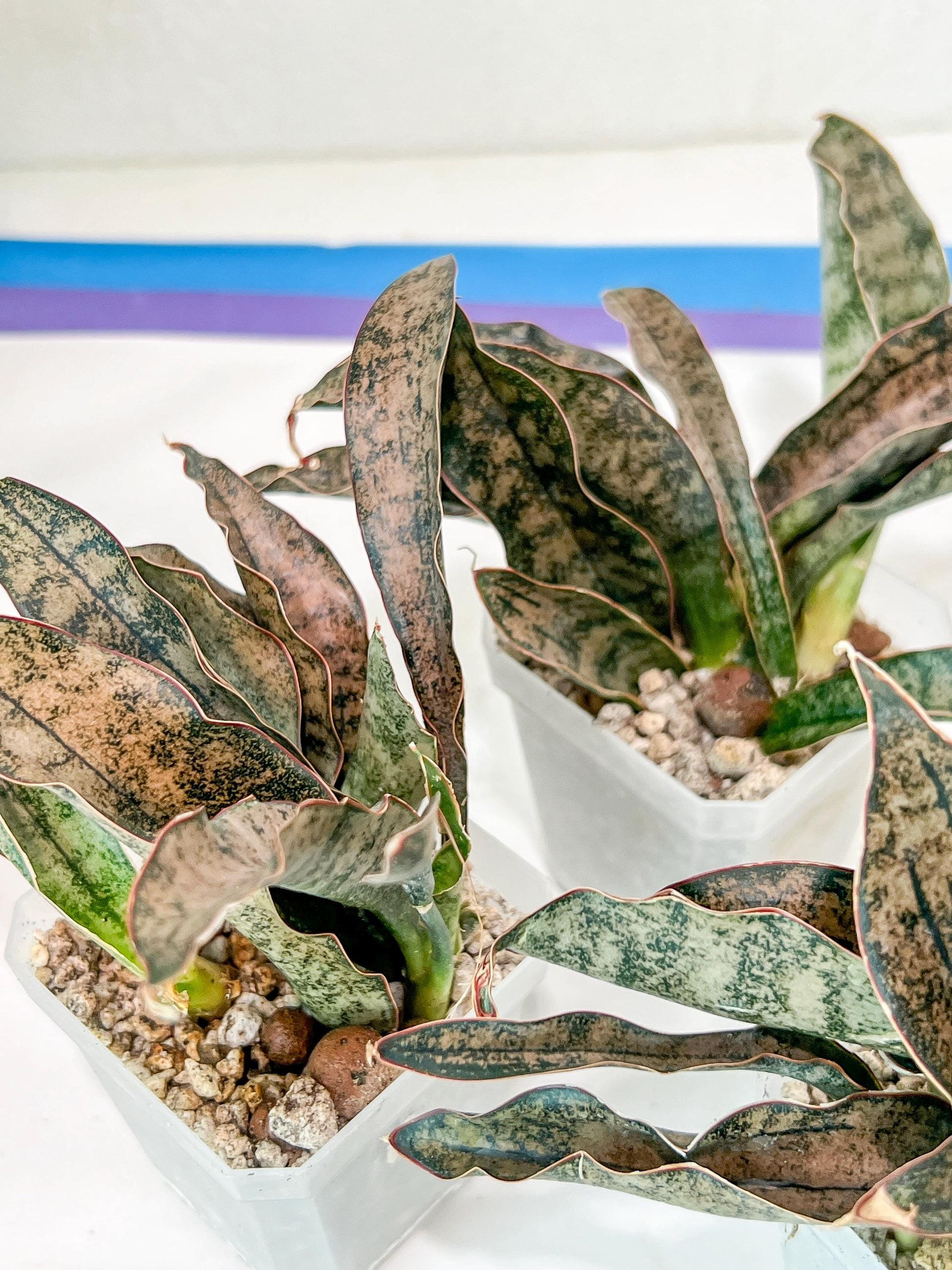 Sansevieria kirkii Coppertone | Give yourself a little green reward