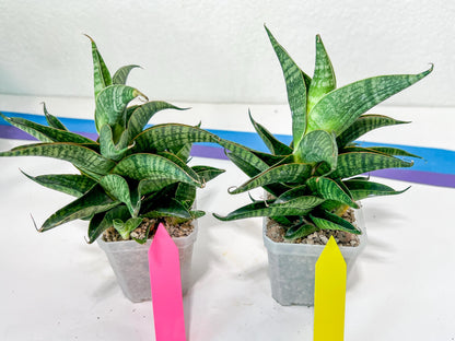 Sansevieria Sindoro XL | Imported Plants | Rare Hybrid Species