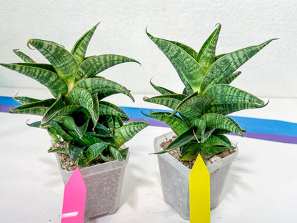 Sansevieria Sindoro XL | Imported Plants | Rare Hybrid Species