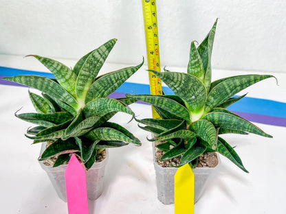 Sansevieria Sindoro XL | Imported Plants | Rare Hybrid Species