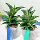Sansevieria Sindoro XL | Imported Plants | Rare Hybrid Species
