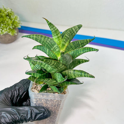 Sansevieria Sindoro XL | Imported Plants | Rare Hybrid Species