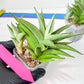 Sansevieria Aura | Imported Plants | Rare Hybrid Species