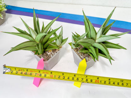 Sansevieria Aura | Imported Plants | Rare Hybrid Species