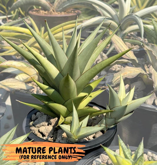 Sansevieria Aura (Su2) (13) | Imported Sansevieria
