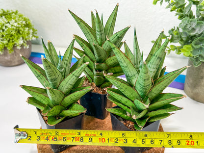 Sansevieria Peridot (PH14) | Imported Plants | Rare Hybrid Species