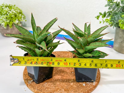 Sansevieria Lady Prang Pups (PH15) | Imported Plant