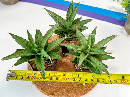 Sansevieria Lady Prang Pups (PH15) | Imported Plant
