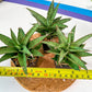 Sansevieria Lady Prang Pups (PH15) | Imported Plant