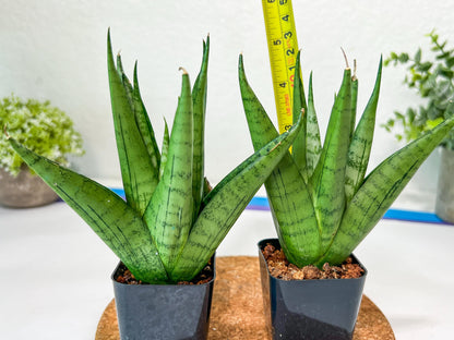 Sansevieria Nakhon luang (#PH21) | Imported Plants | Rare Hybrid Species