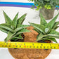 Sansevieria Snow Flake (#RA2) | Imported Plants | Rare Hybrid Species