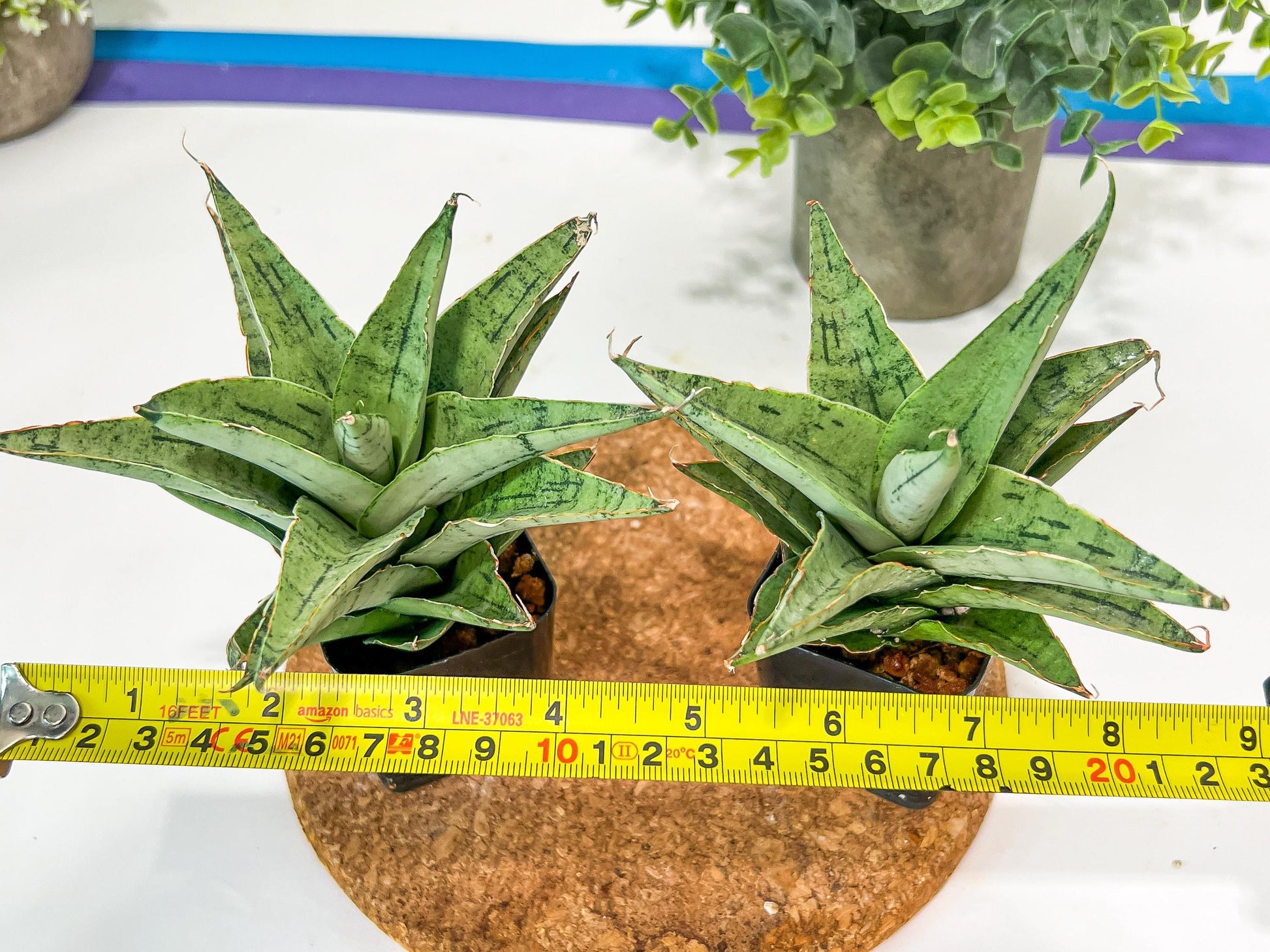 Sansevieria Snow Flake (#RA2) | Imported Plants | Rare Hybrid Species
