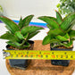 Sansevieria Rock Sand (#RA7) | Find an Extraordinary and Rare Plant
