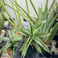 Sansevieria Dancing Lady (#RA4) | Imported Indoor Snake Plant