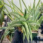Sansevieria Dancing Lady (#RA4) | Imported Indoor Snake Plant