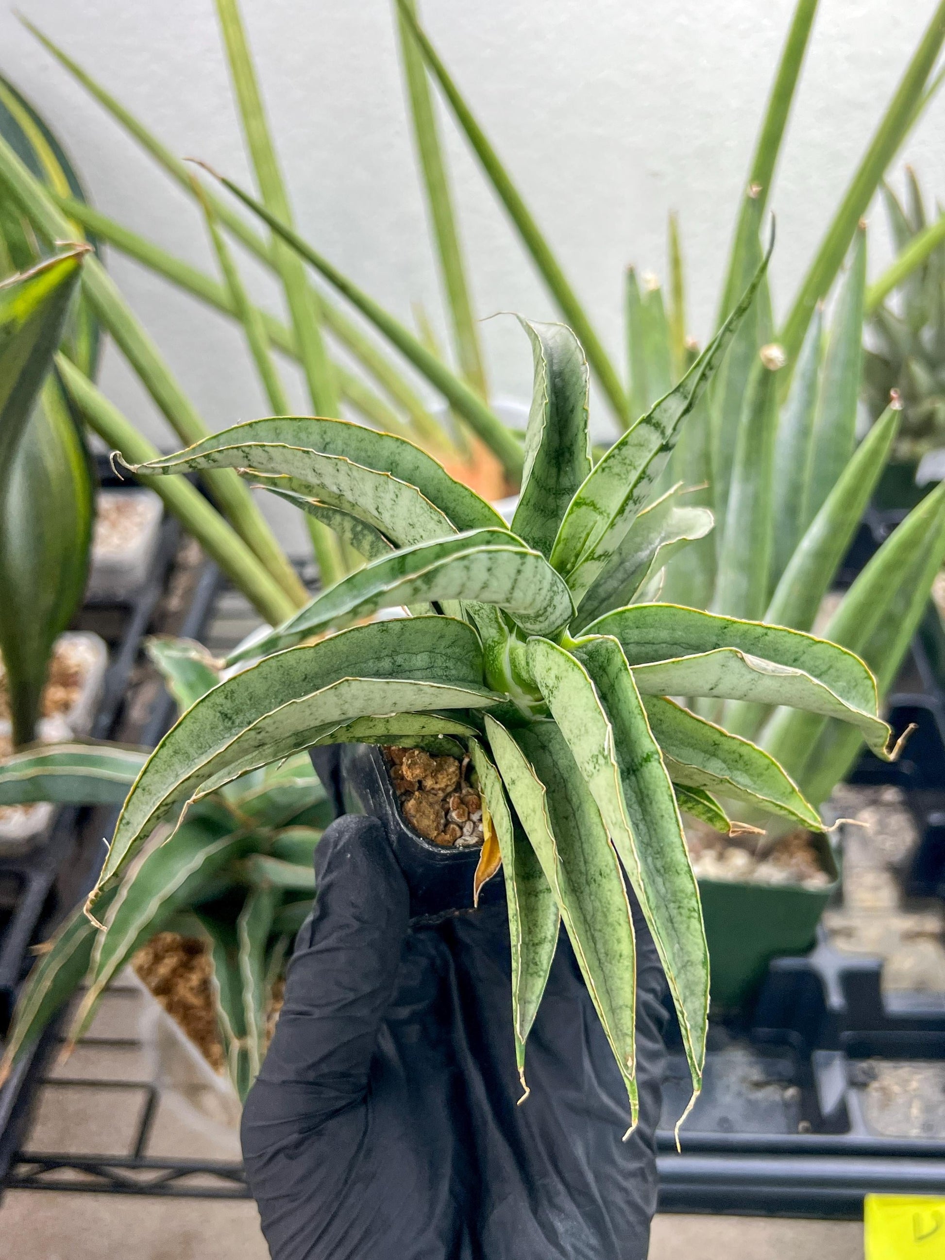 Sansevieria Dancing Lady (#RA4) | Imported Indoor Snake Plant