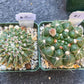 Rare Cactus Collections (C1)(1~9) | Plant names listed in descriptions | 3.5Pot