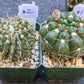 Rare Cactus Collections (C1)(1~9) | Plant names listed in descriptions | 3.5Pot