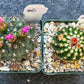 Rare Cactus Collections (C1)(1~9) | Plant names listed in descriptions | 3.5Pot