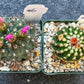 Rare Cactus Collections (C1)(1~9) | Plant names listed in descriptions | 3.5Pot
