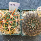 Rare Cactus Collections (C1)(1~9) | Plant names listed in descriptions | 3.5Pot