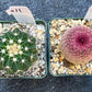 Rare Cactus Collections (C1)(10~16) | Plant names listed in descriptions | 3.5Pot