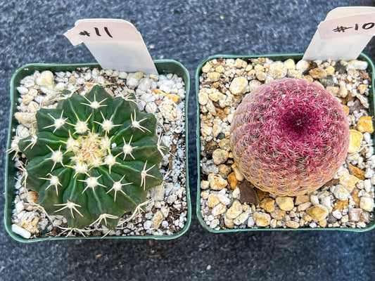 Rare Cactus Collections (C1)(10~16) | Plant names listed in descriptions | 3.5Pot