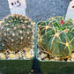 Rare Cactus Collections (C1)(10~16) | Plant names listed in descriptions | 3.5Pot