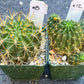 Rare Cactus Collections (C1)(10~16) | Plant names listed in descriptions | 3.5Pot