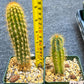 Rare Cactus Collections (C1)(10~16) | Plant names listed in descriptions | 3.5Pot