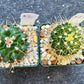 Rare Cactus Collections (C2)(1~8) | Plant names listed in descriptions | 3.5Pot