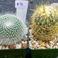 Rare Cactus Collections (C2)(1~8) | Plant names listed in descriptions | 3.5Pot