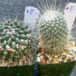 Rare Cactus Collections (C2)(1~8) | Plant names listed in descriptions | 3.5Pot