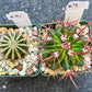 Rare Cactus Collections (C2)(8~15) | Plant names listed in descriptions | 3.5Pot