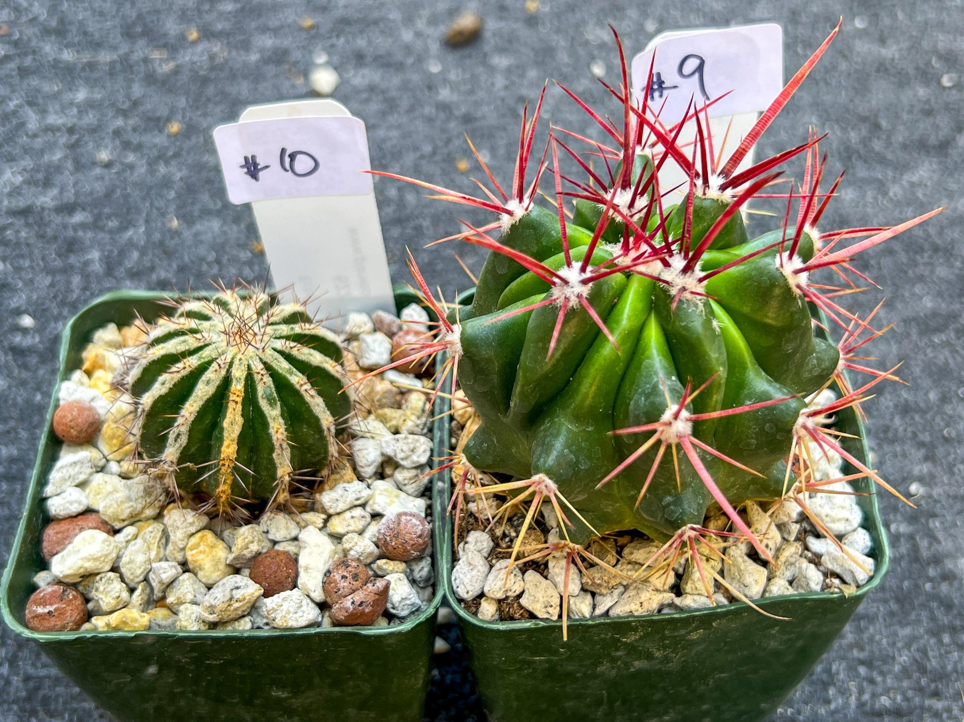 Rare Cactus Collections (C2)(8~15) | Plant names listed in descriptions | 3.5Pot