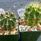Rare Cactus Collections (C2)(8~15) | Plant names listed in descriptions | 3.5Pot