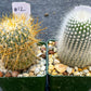 Rare Cactus Collections (C2)(8~15) | Plant names listed in descriptions | 3.5Pot