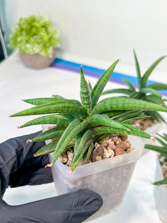Sansevieria Thousand Blue (#AC26) | Rare Hybrids