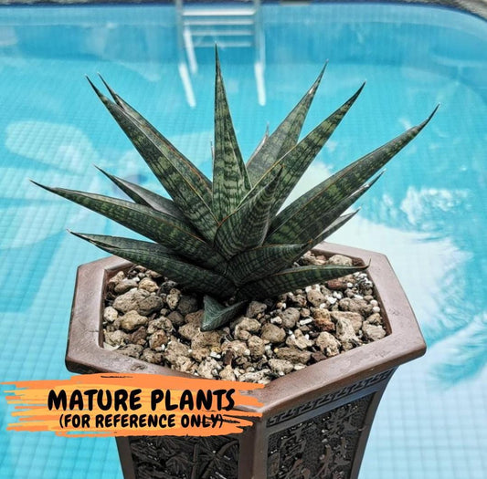 Sansevieria Star Gate (#H10) | Imported Hybrids