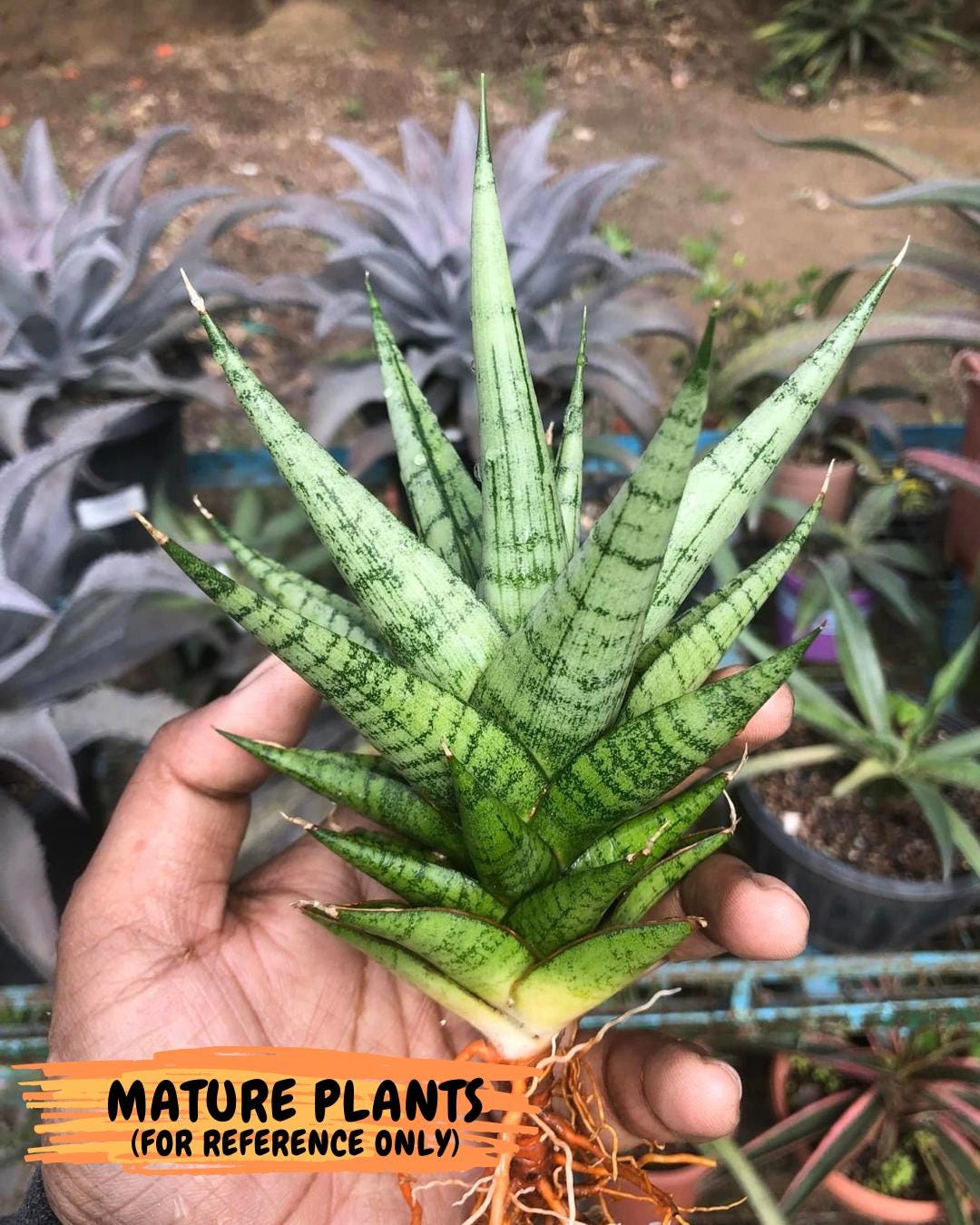 Sansevieria Tesya (Ha20) (p) | Imported Plant