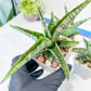 Sansevieria Kagawa (H16) | Let a unique plant bring peace to your space