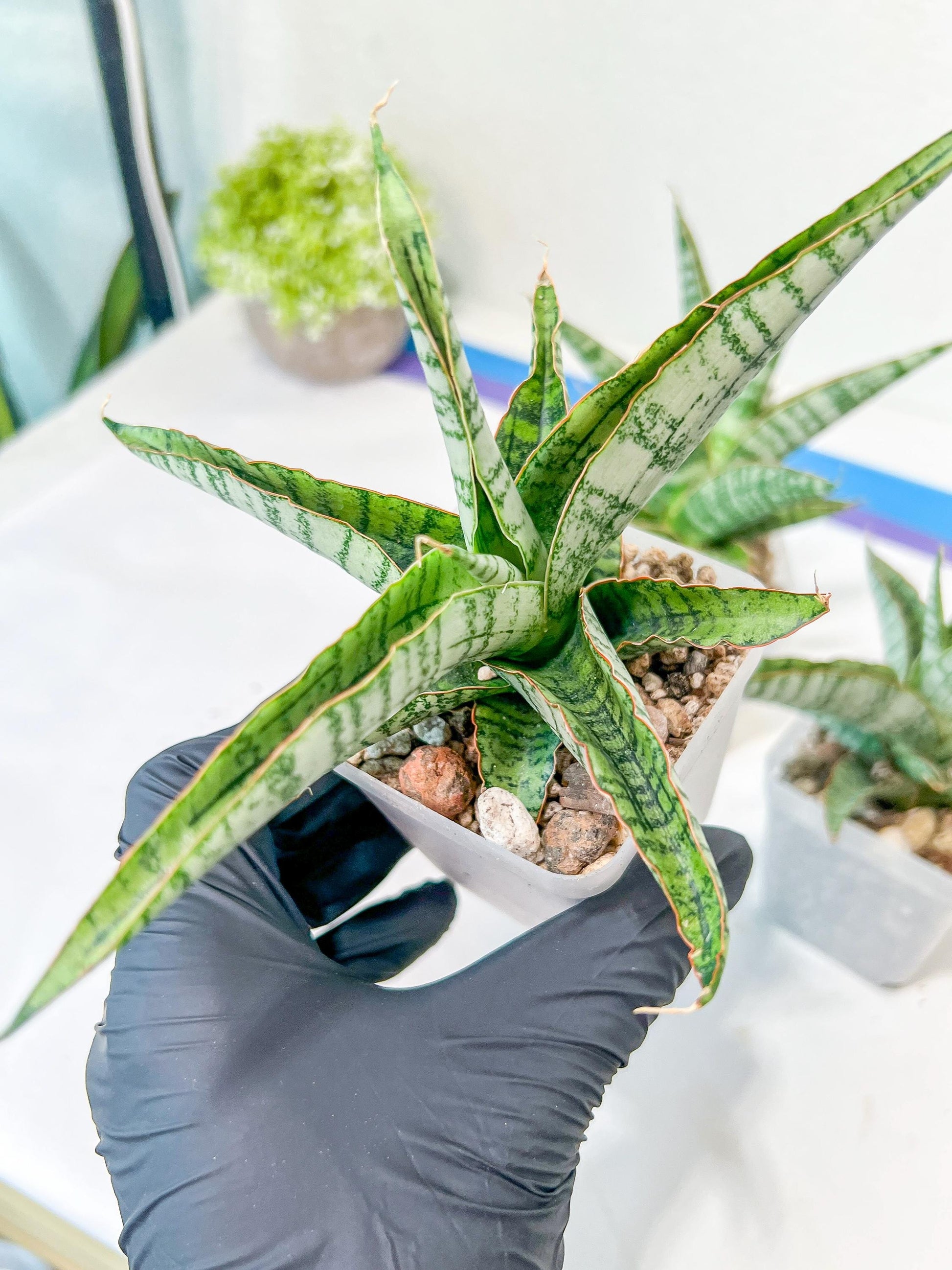 Sansevieria Kagawa (H16) | Let a unique plant bring peace to your space