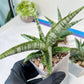 Sansevieria Kagawa (H16) | Let a unique plant bring peace to your space