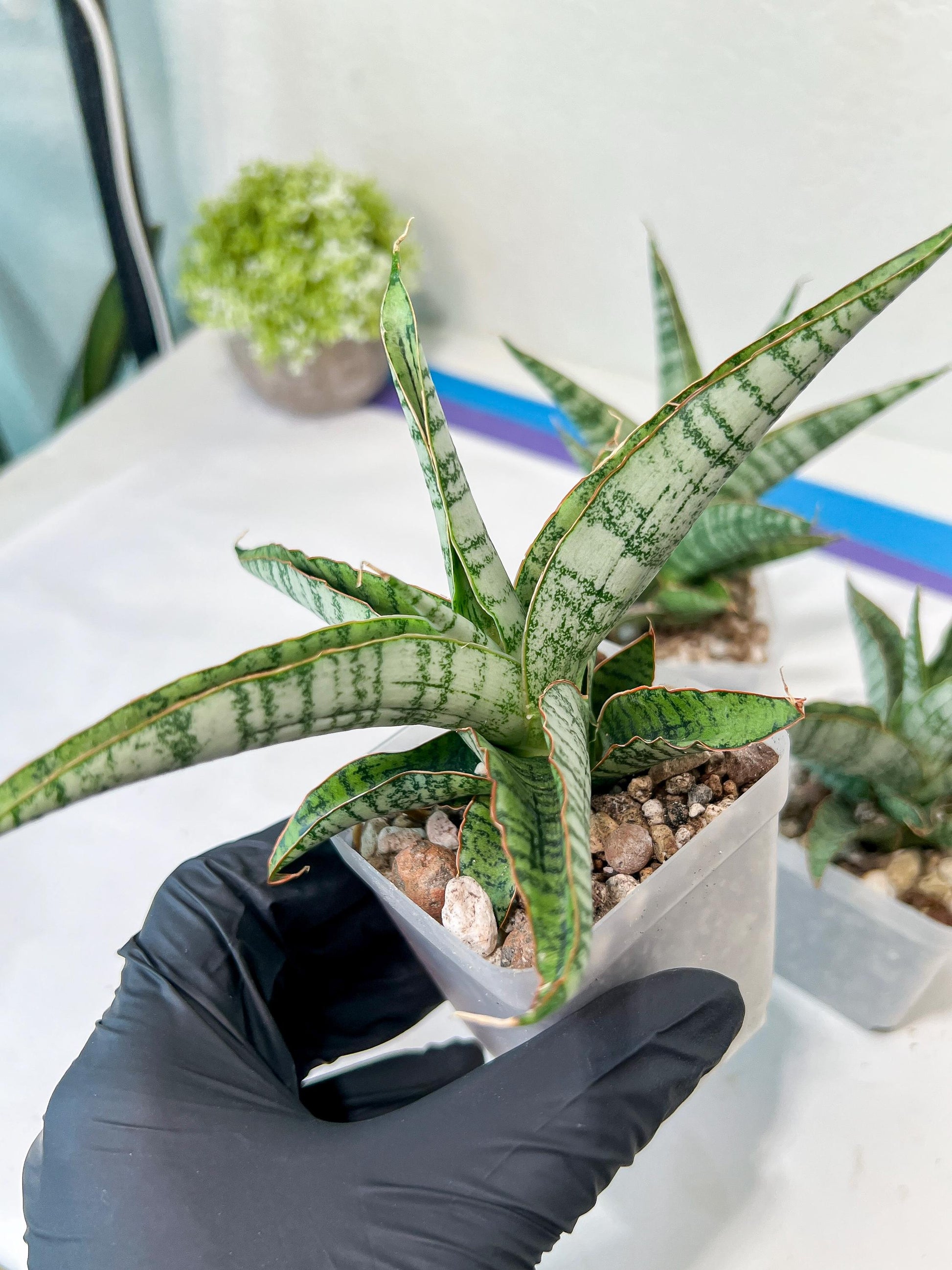 Sansevieria Kagawa (H16) | Let a unique plant bring peace to your space