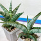 Sansevieria Kagawa (H16) | Let a unique plant bring peace to your space